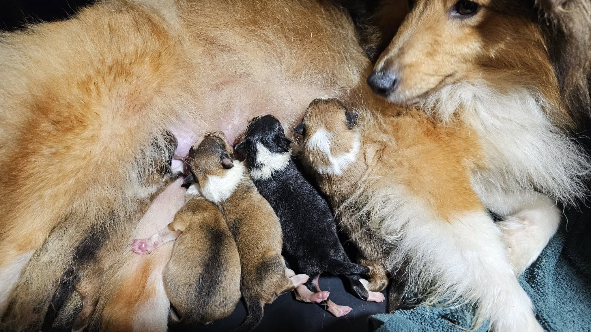 Portée de chiots Berger des Shetland nouveau-nés d’Un Humble Amour du Domaine des Airaudes