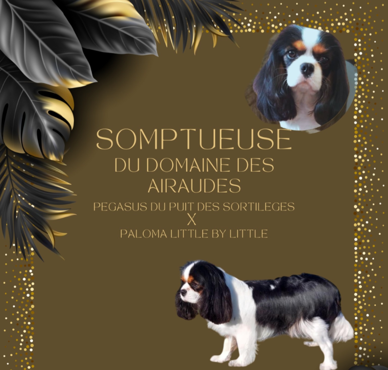 Somptueuse du Domaine des Airaudes, Cavalier King Charles tricolore