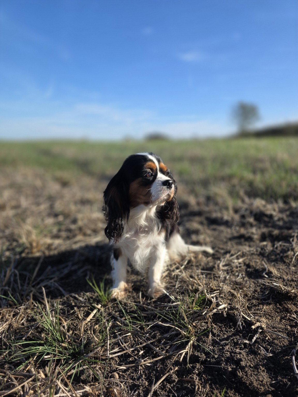 Tentation du Domaine des Airaudes, Cavalier King Charles tricolore dans un champ