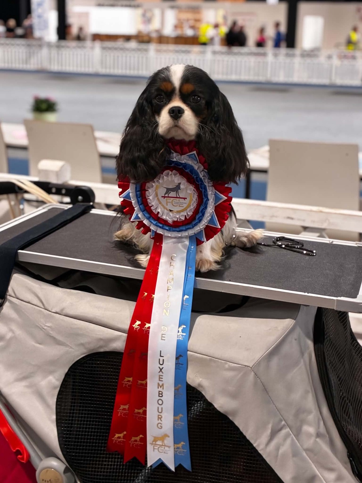 Bisou – Championne du Luxembourg 2026 Bisou, Véritable Secret Star du Domaine des Airaudes, Championne du Luxembourg 2026