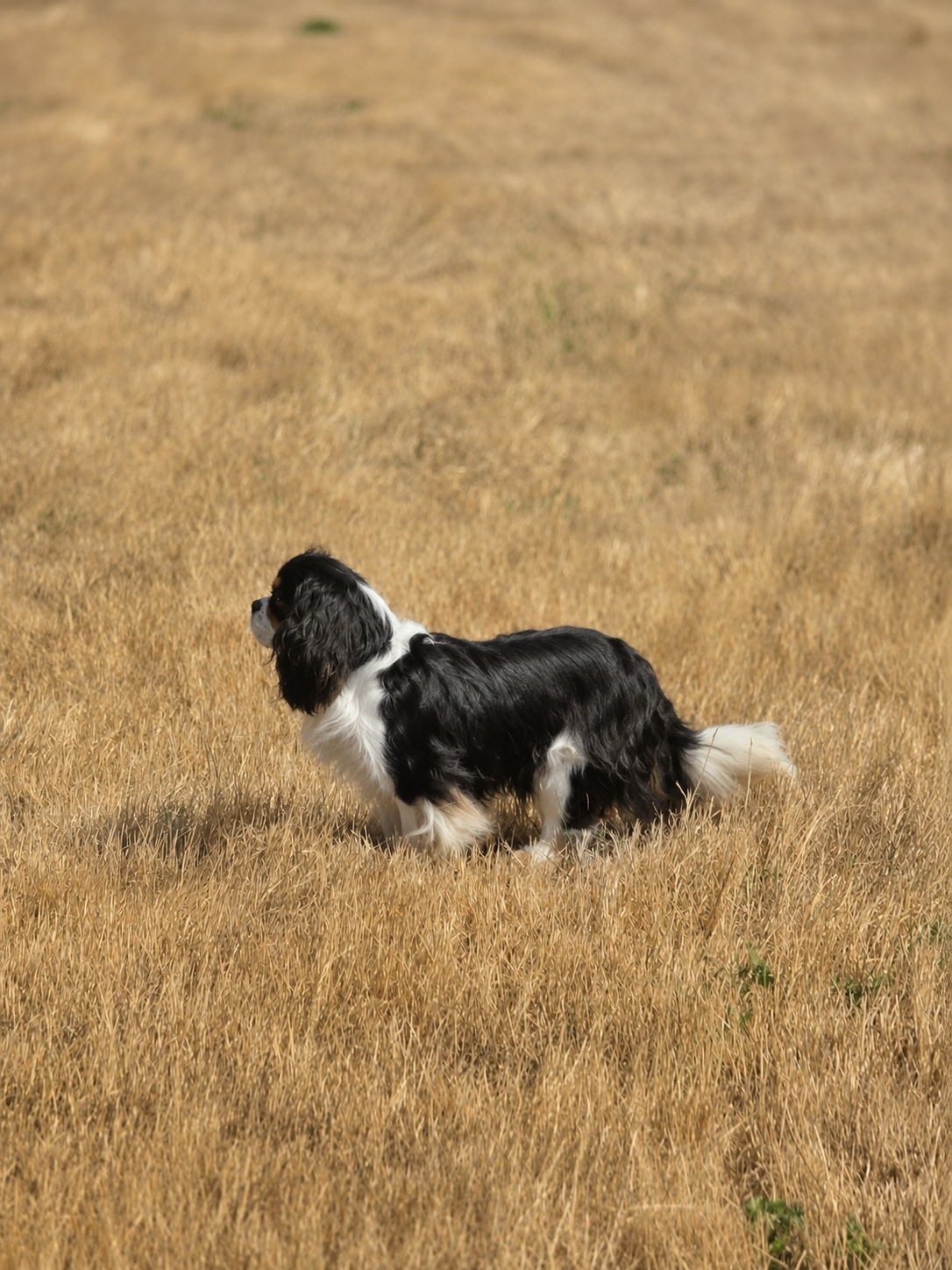 Cavalier King Charles – élevage La Tribu des Airaudes en Vendée Cavalier King Charles de La Tribu des Airaudes dans un champ ensoleillé