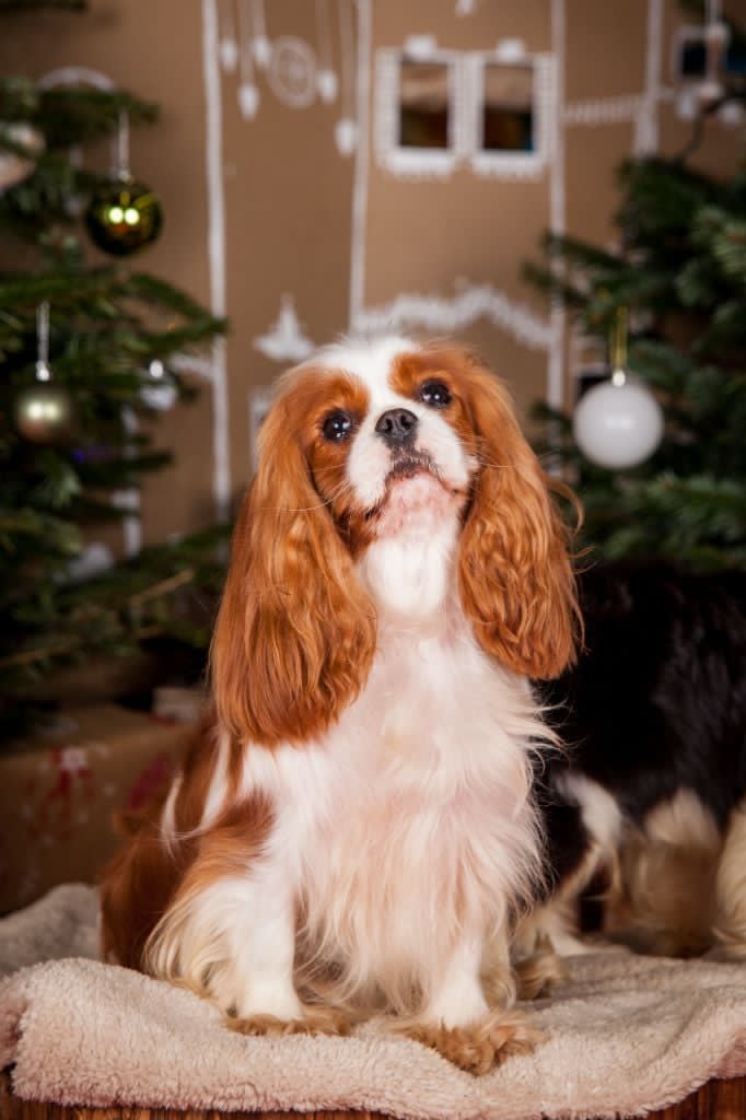 Ultra Violet du Domaine des Airaudes, femelle Cavalier King Charles Blenheim de l’élevage en Vendée