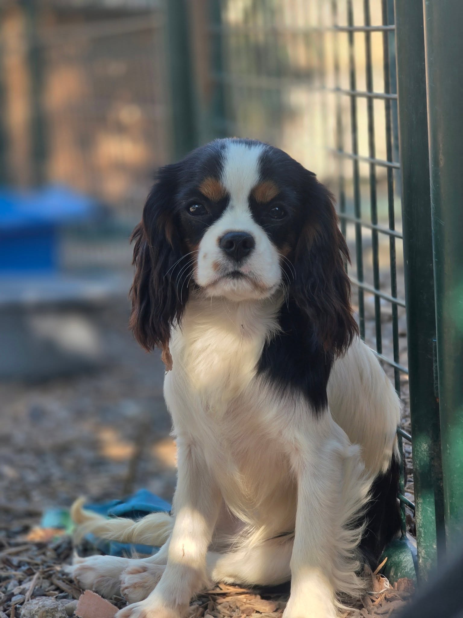 Armistice, Cavalier King Charles tricolore – Domaine des Airaudes Armistice, jeune Cavalier King Charles tricolore à Saint-Urbain en Vendée