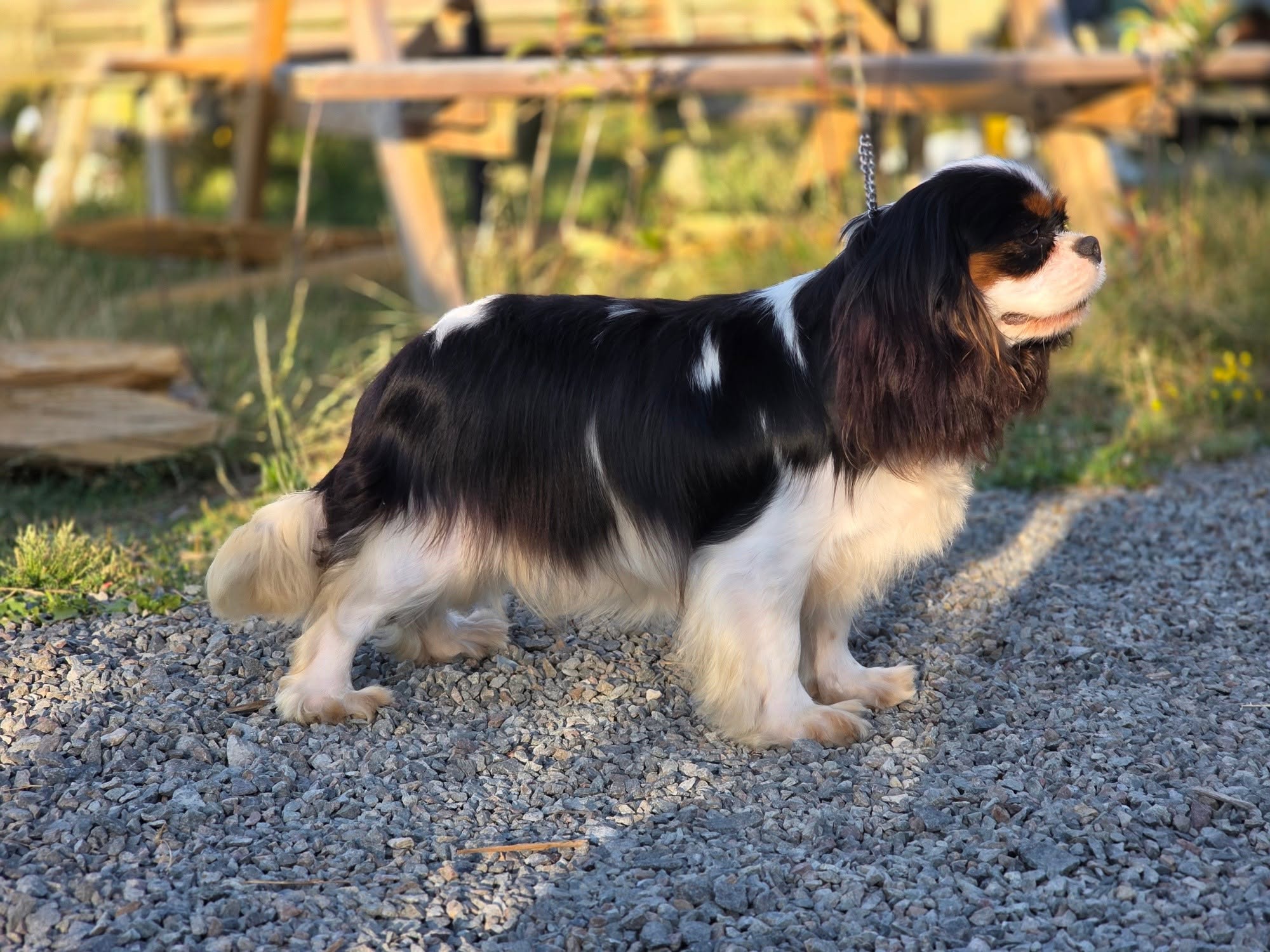 Toilettage canin La Tribu des Airaudes à Saint-Urbain Cavalier King Charles tricolore au poil entretenu à La Tribu des Airaudes