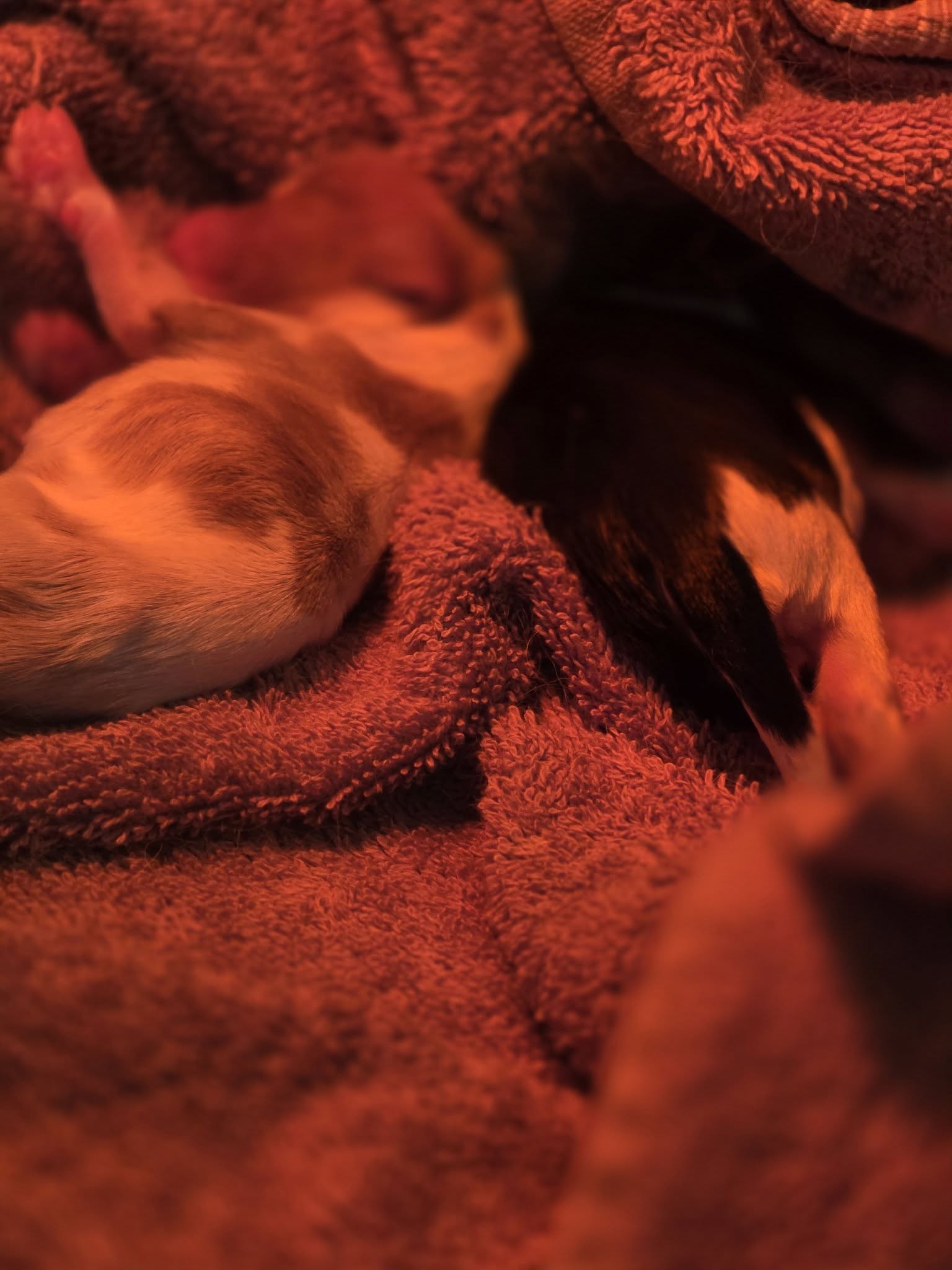 Chiots nouveau-nés suivis à l’élevage en Vendée Chiots nouveau-nés au chaud à La Tribu des Airaudes