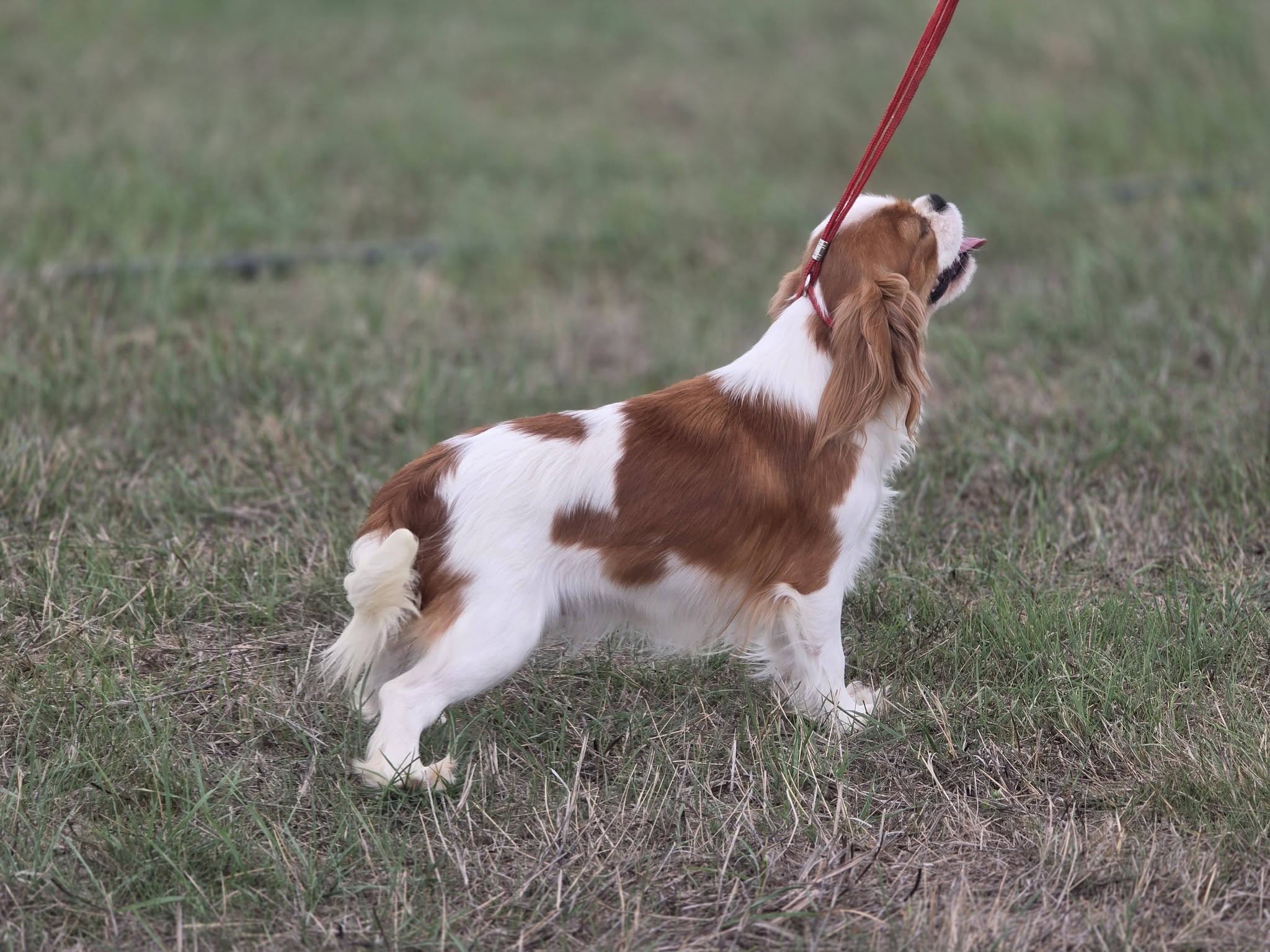 Hope, Angel Ofhope du Domaine des Airaudes, Cavalier King Charles Blenheim dans l’herbe