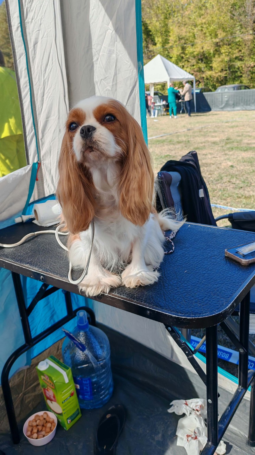 Les préparatifs avant l’exposition – La Tribu des Airaudes Cavalier King Charles Blenheim sur une table de préparation sous une tente