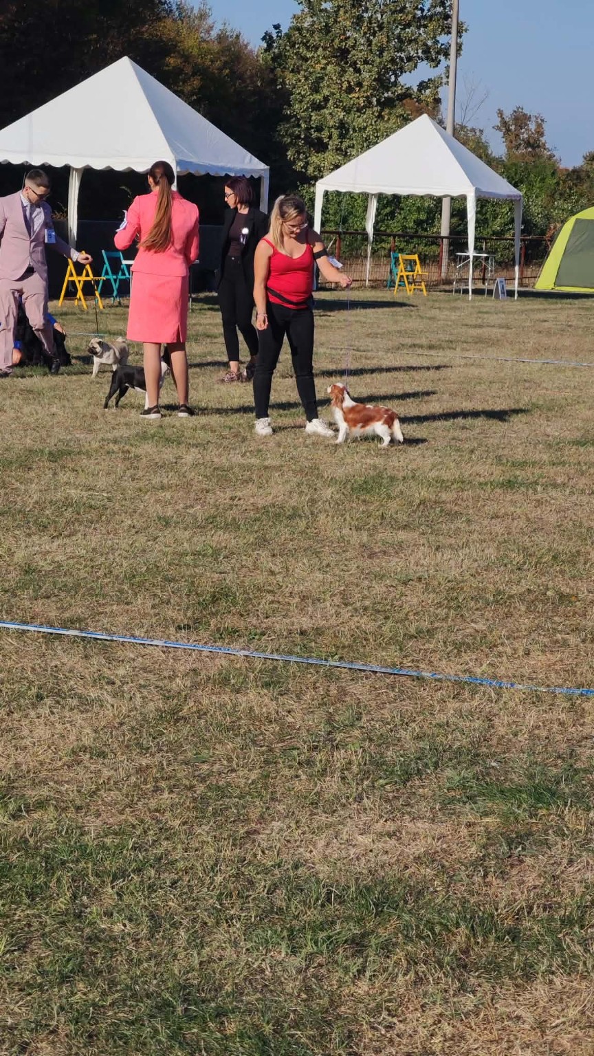 Un moment sur le ring en plein air – La Tribu des Airaudes Présentation d’un Cavalier King Charles Blenheim sur un ring en plein air