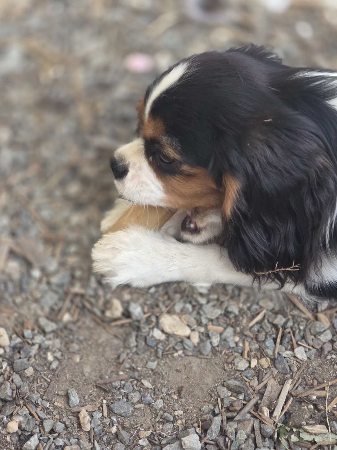 Un petit moment de jeu – La Tribu des Airaudes Cavalier King Charles tricolore jouant avec sa patte