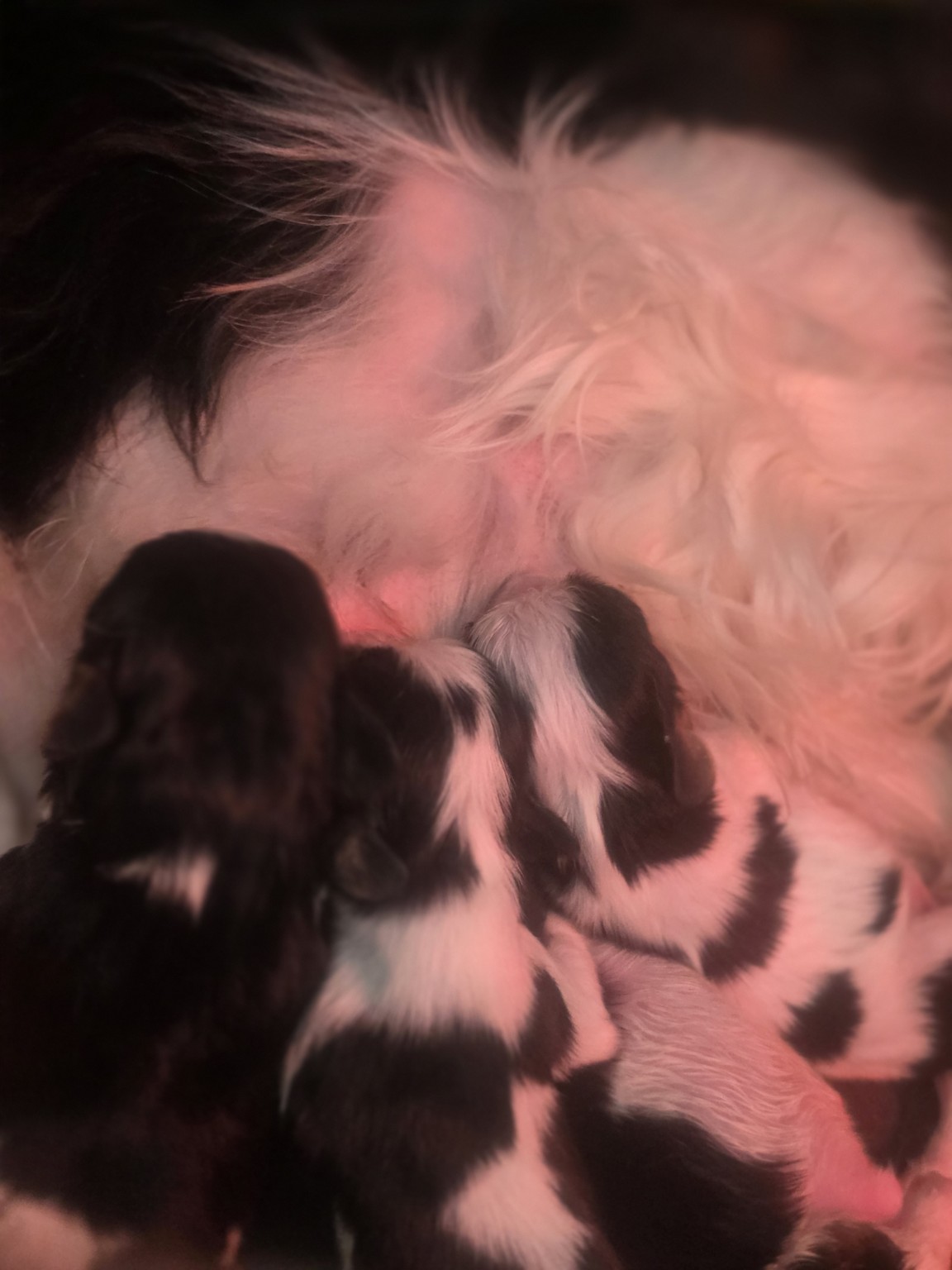 Les premiers instants auprès de maman – La Tribu des Airaudes Chiots Cavalier King Charles nouveau-nés pendant la tétée auprès de leur mère