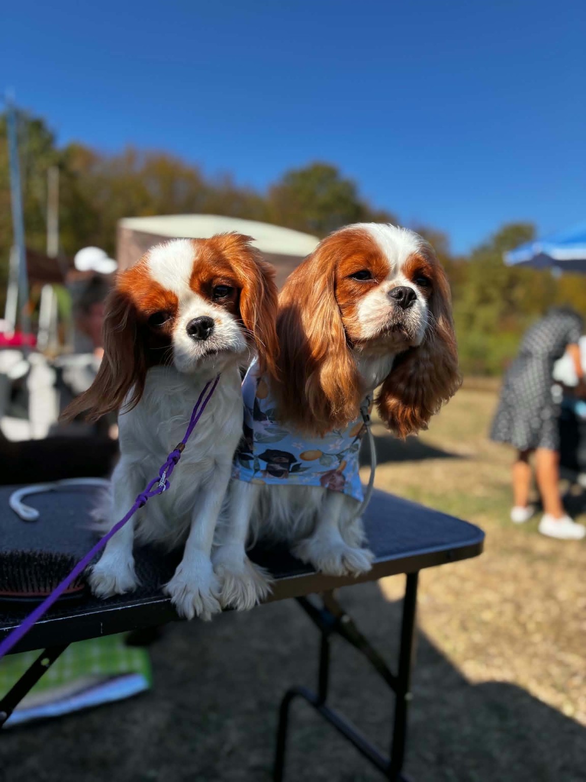 Deux Cavaliers Blenheim, côte à côte – La Tribu des Airaudes Deux Cavaliers King Charles Blenheim côte à côte sur une table de préparation