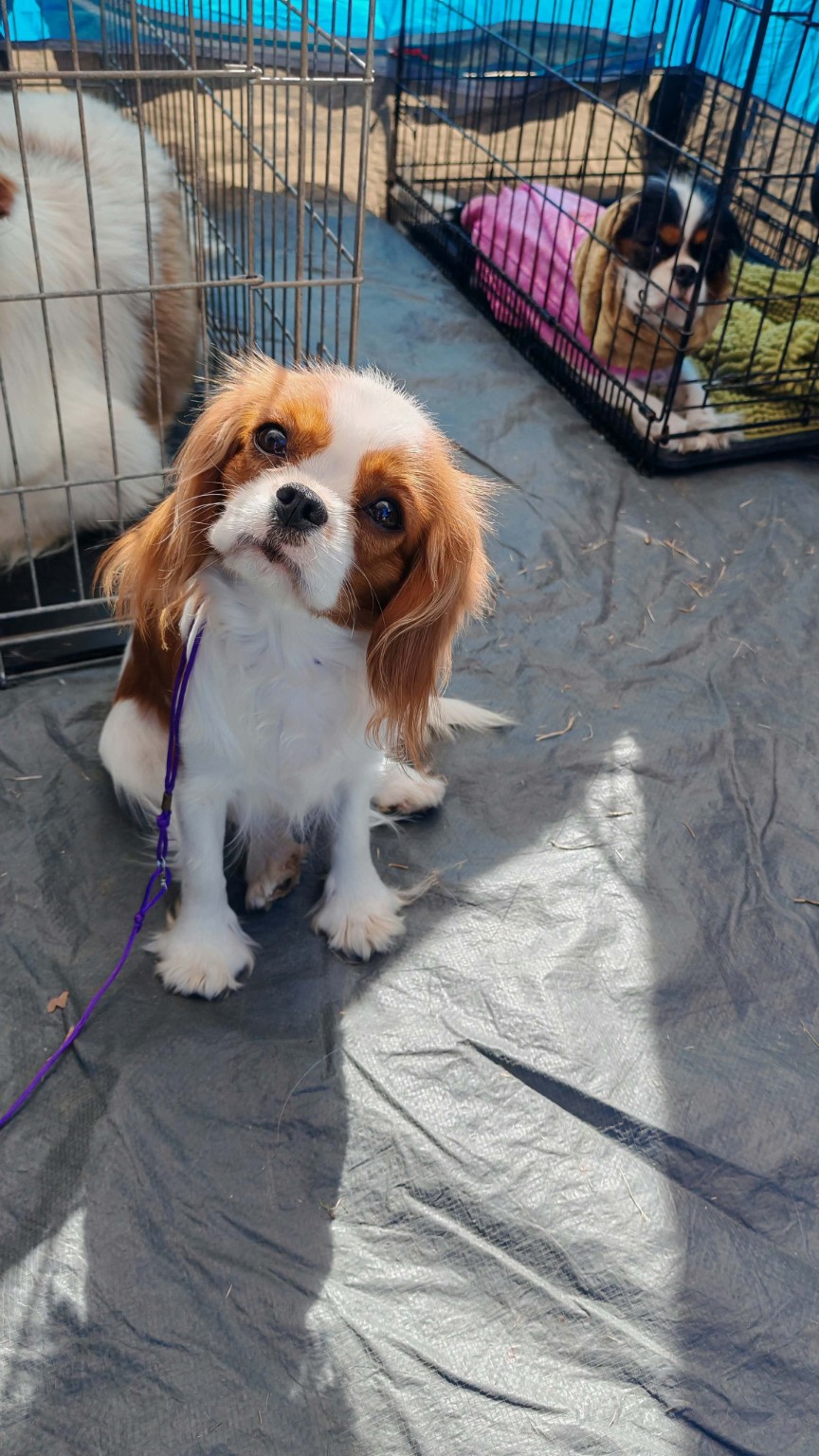 Un jeune Cavalier avant son passage sur le ring – La Tribu des Airaudes Jeune Cavalier King Charles Blenheim assis avant son passage en exposition