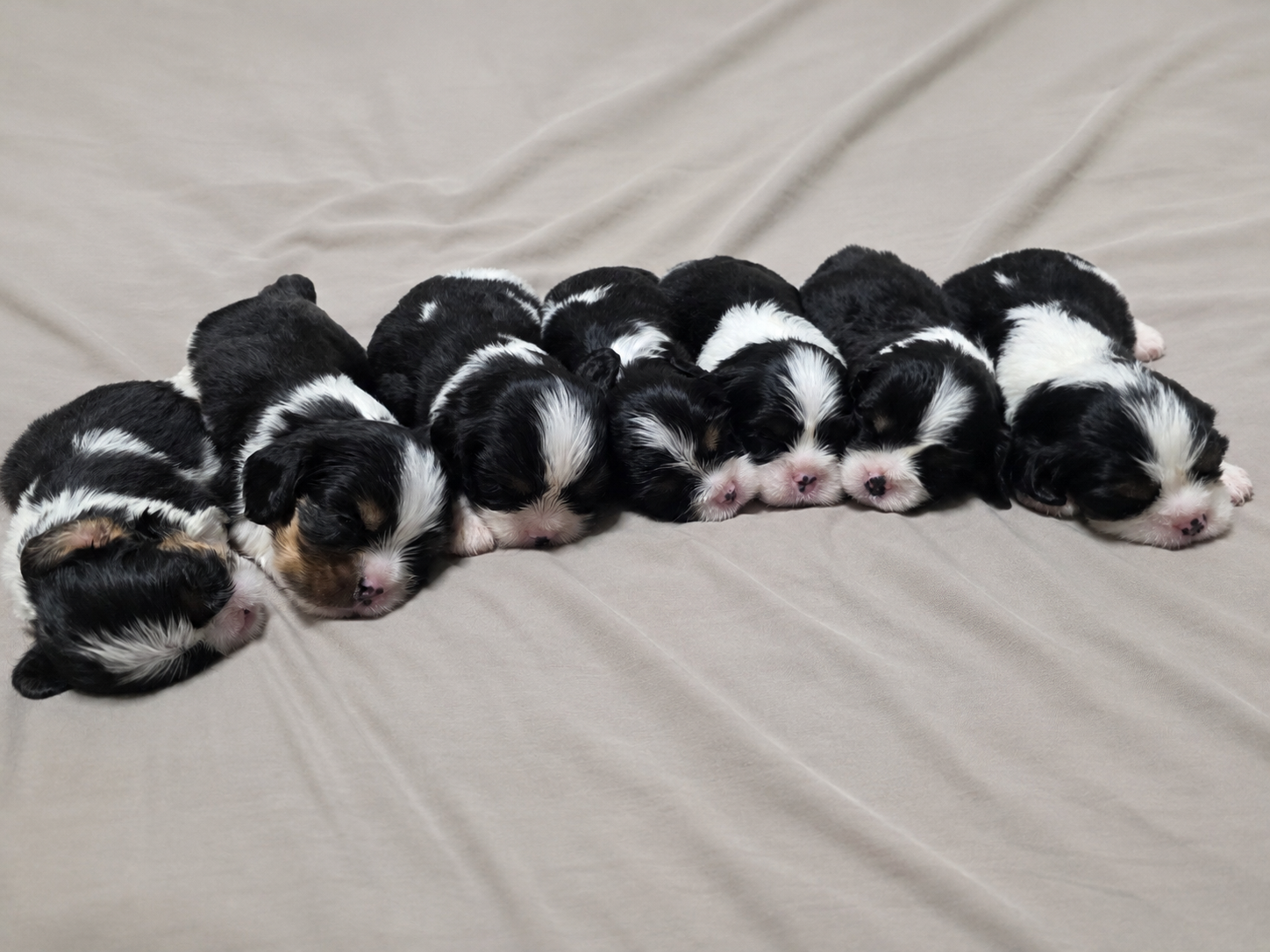 Portée de chiots nouveau-nés suivie à La Tribu des Airaudes