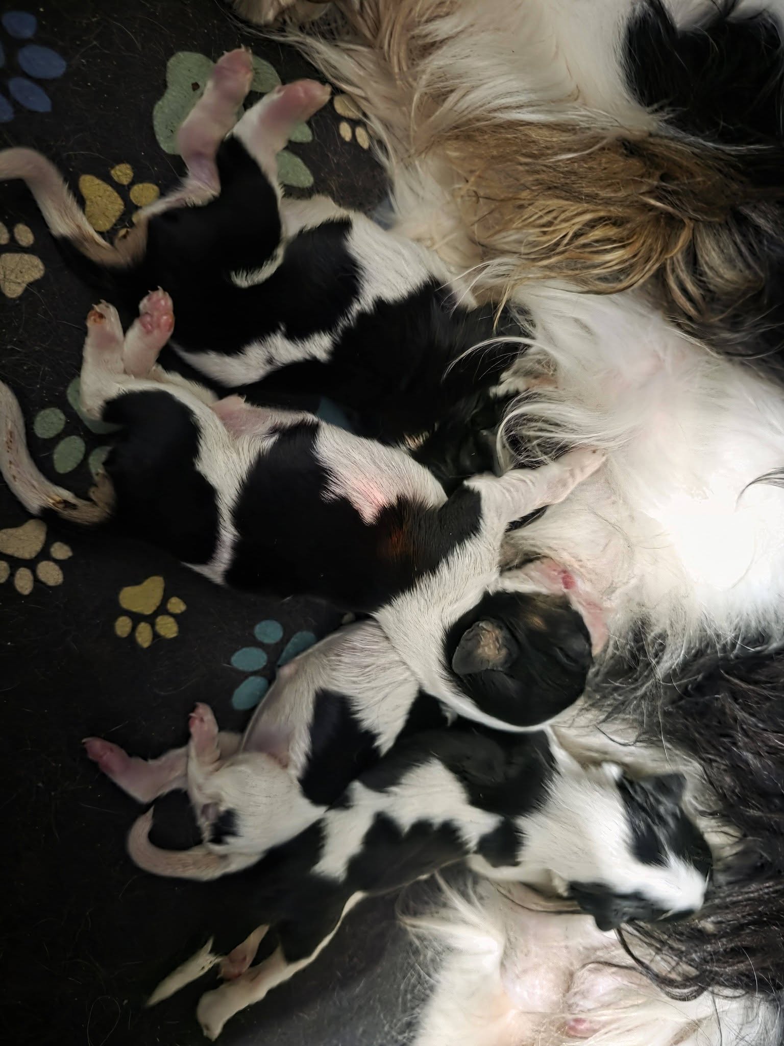 Les chiots Cavalier King Charles de Toonie et Pegasus tètent auprès de leur mère