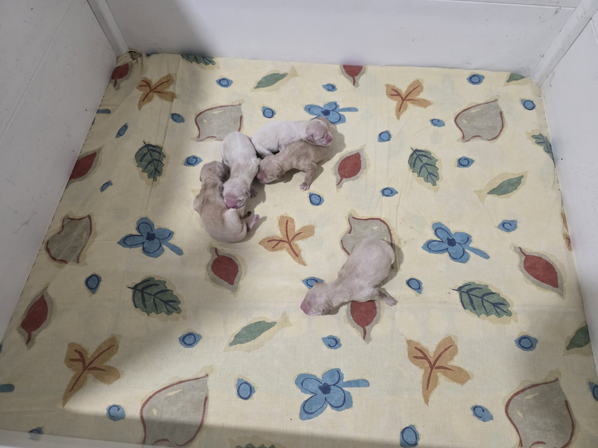 Cinq chiots Golden Retriever nouveau-nés de Voie lactée et Orlov, au repos dans leur caisse de mise bas
