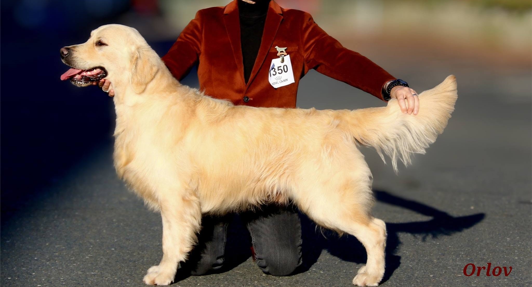 Orlov, père de la portée Golden Retriever, présenté debout de profil