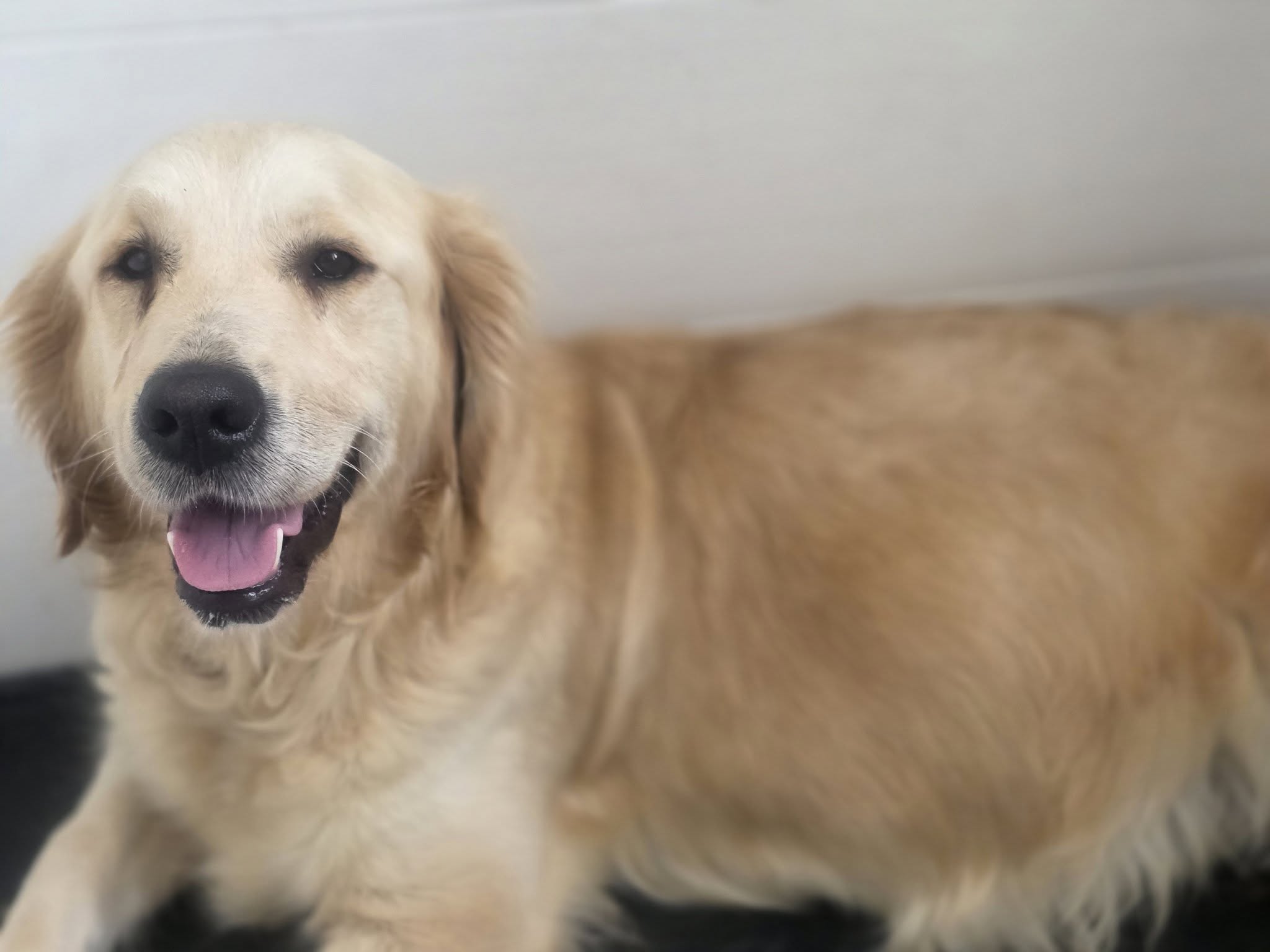 Voie lactée des Jardins d’Épona, mère de la portée Golden Retriever