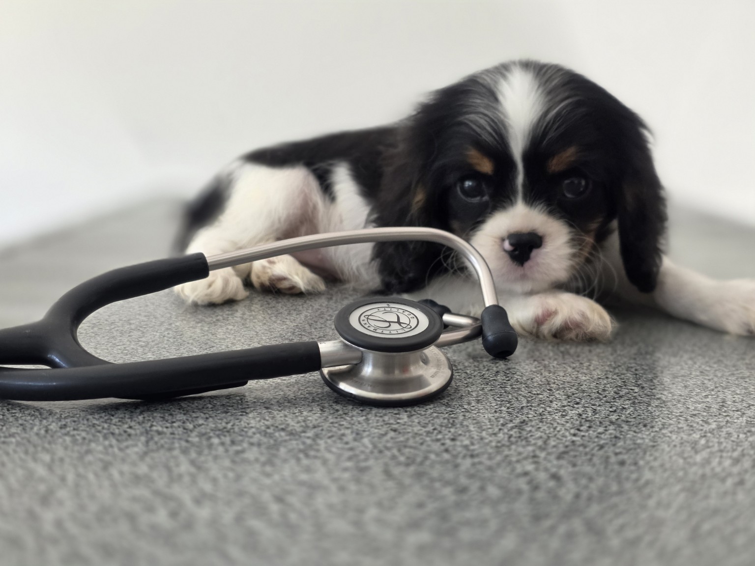 Betty, chiot Cavalier King Charles tricolore, avec un stéthoscope
