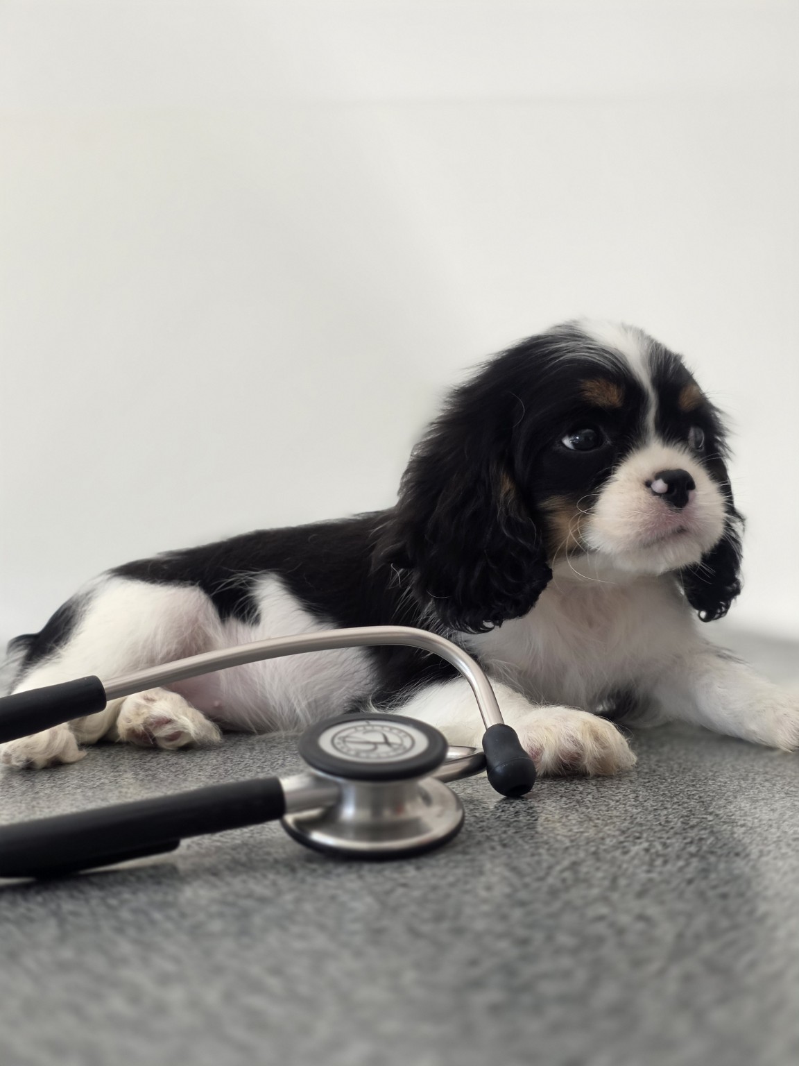 Betty, petite Cavalier King Charles tricolore, photographiée lors d’un suivi de santé