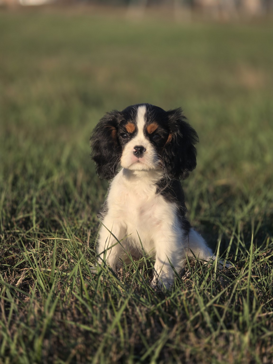 Chiot Cavalier King Charles tricolore de La Tribu des Airaudes, symbole des recherches pour préserver la santé de la race